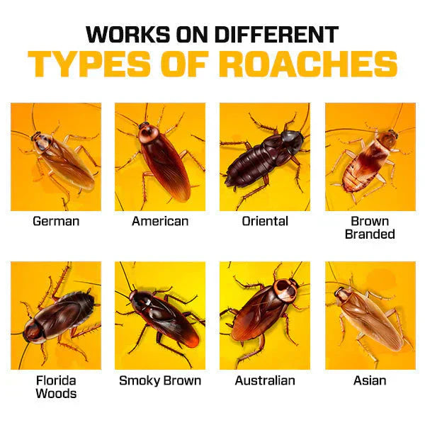 Cockroach Killer Gel (Pack of 24)